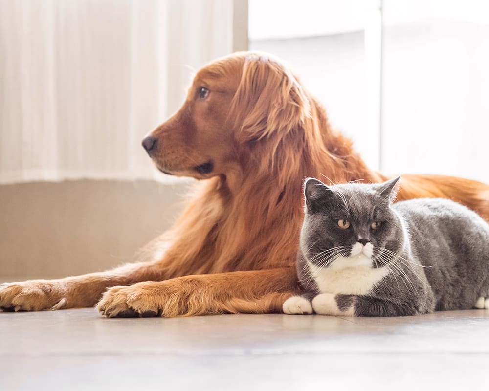AAHA Accreditation, Calgary Vet