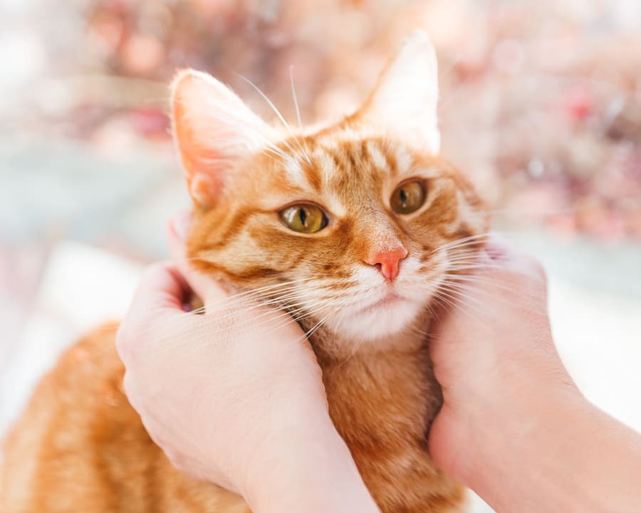 About Our Hospital, Stoney Trail Veterinary Clinic