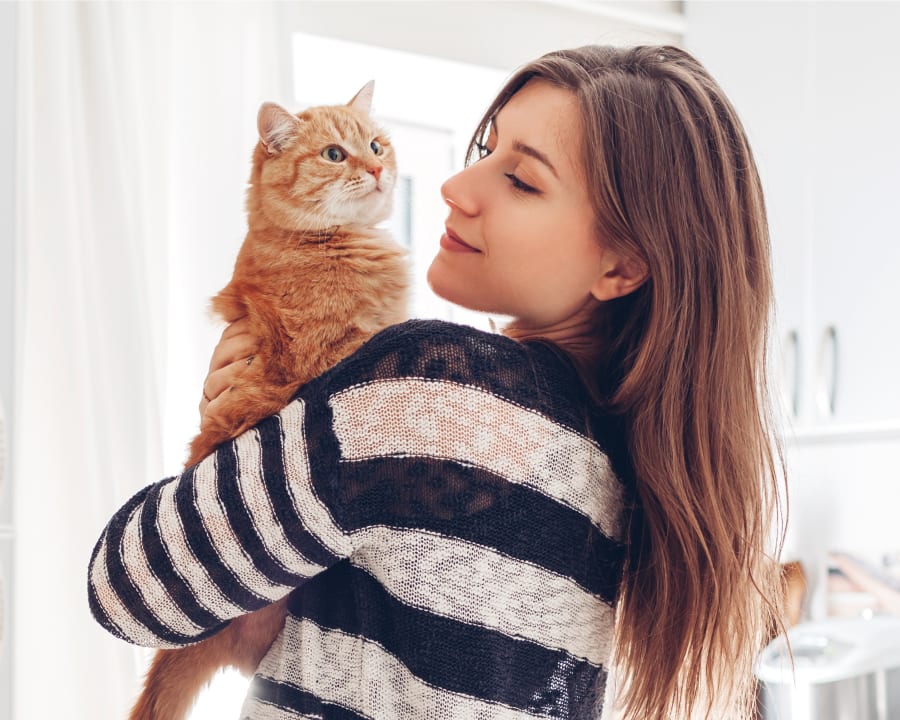 Cold Laser Therapy for Cats Dogs Calgary Vets